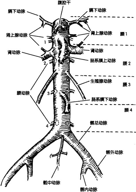 腹主動脈分支口訣|台灣急診醫學會